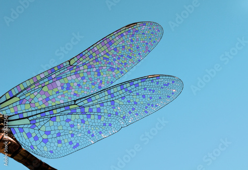 dragonfly wings abstract wildlife