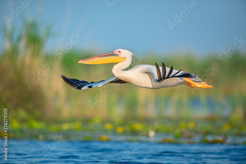 The great white pelican flying through the air above the water in the wonderful Danube Delta, Romania. The bird has it's wings wide open and gently gliding through the air.