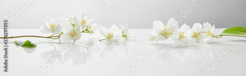 panoramiczne ujęcie kwiatów jaśminu na białej powierzchni