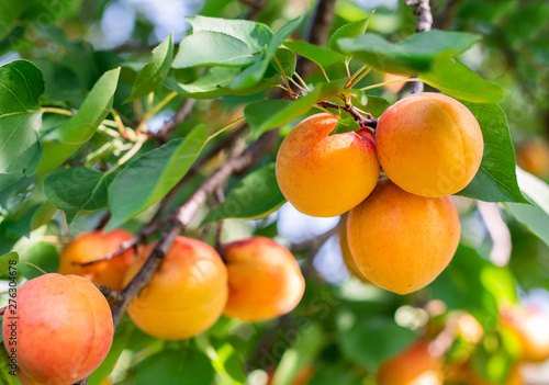 Ripe apricots in the orchard