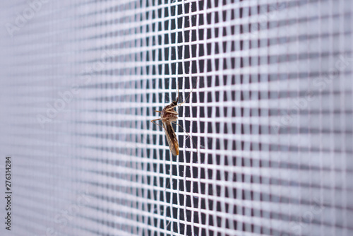 mosquito on insect net wire screen close up on house window