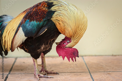 Colorful red bantam chicken