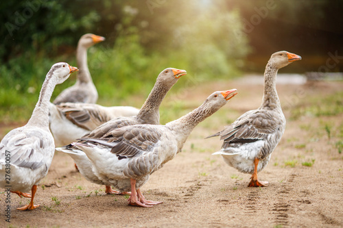 A flock of beautiful domestic geese walking in a meadow near a farmhouse Gray farm geese Rural landscape Sun flare