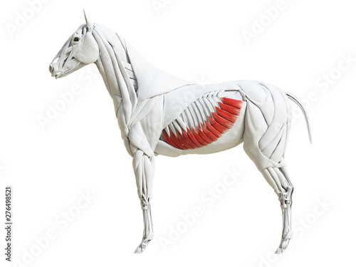 3d rendered medically accurate illustration of the equine muscle anatomy - external abdominal oblique