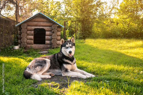 Husky is resting at the kennel