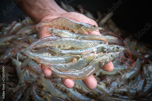 White shrimp placed on hand