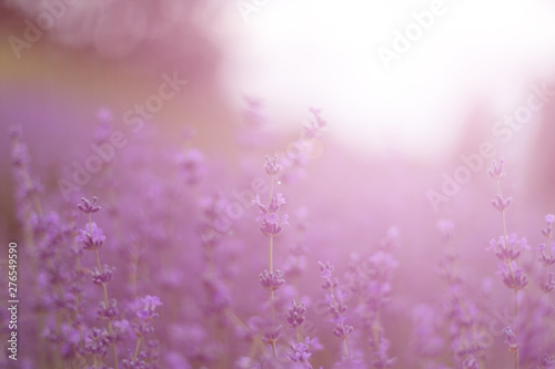  Field lavender morning