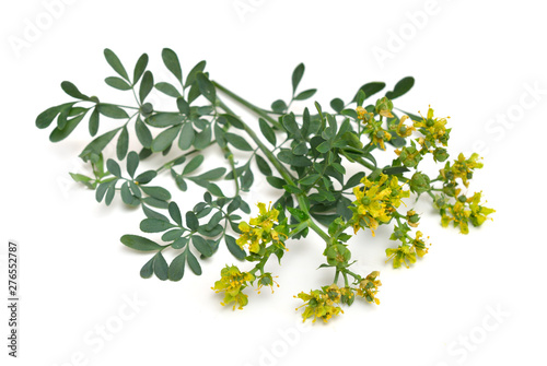 Ruta commonly known as rue Ruta graveolens rue or common rue. Isolated on white background