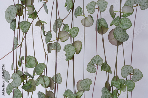 String of Hearts, Rosary Vine, Chain of Hearts, Hearts-on-a-string, sweetheart vine (Ceropegia woodii, Ceropegia linearis ssp. woodii), indoor house plant against white background