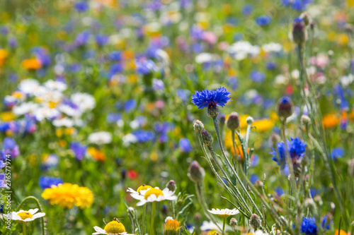 Blühende Wiesen, blühendes Feld, blühender Weg, um Insektensterben und Tötung zu verhindern und entgegenzuwirken. 