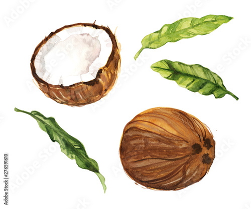 Watercolor hand drawn coconut and leaves botanical illustration set isolated on white background