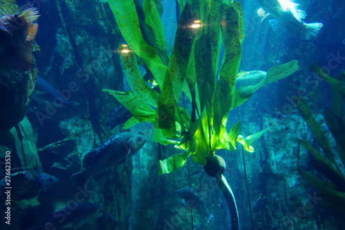  Fish swimming around bull kelp