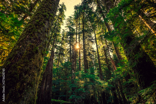 Sunrise in the Tall Trees. Olympic National Forest