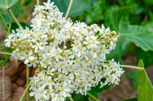 Candlenut Blossom