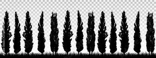 Realistic illustration of a windbreak from a row of poplar trees with grass and space for text. Isolated on transparent background, vector