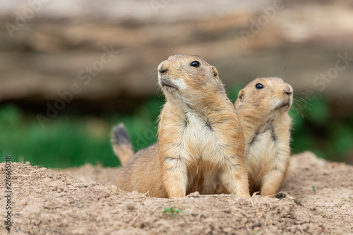 Prairie dog in the meadow