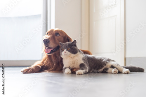 British shorthair and golden retriever friendly