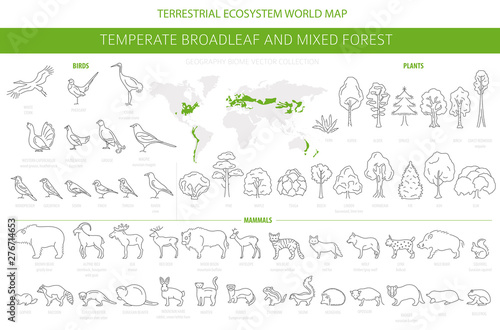Temperate broadleaf forest and mixed forest biome. Terrestrial ecosystem world map. Animals, birds and plants set. Simple outline graphic design