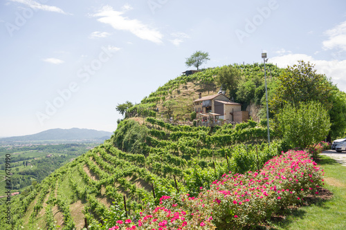 Treviso, Italy, 06/23/2019, View of the Conegliano area famous for the production of prosecco wine, and the Col Vetoraz hill. Here the cultivation is 100% vineyard.