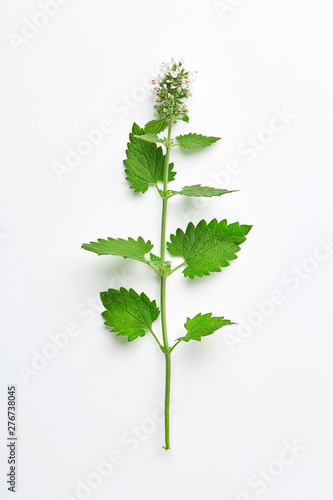 Melissa leaf or lemon balm isolated on white background. Branch of lemon balm with inflorescence isolated. Top view