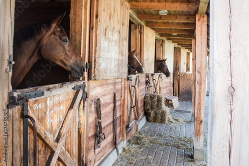  pellets as a lining for horses