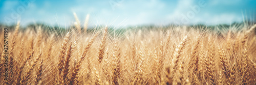 Banner Of Ripe Golden Wheat With Vintage Effect, Clouds And Blue Sky - Harvest Time Concept