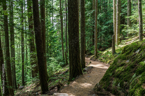 beautiful hiking trail with tall trees in garibaldi provincial park canada.