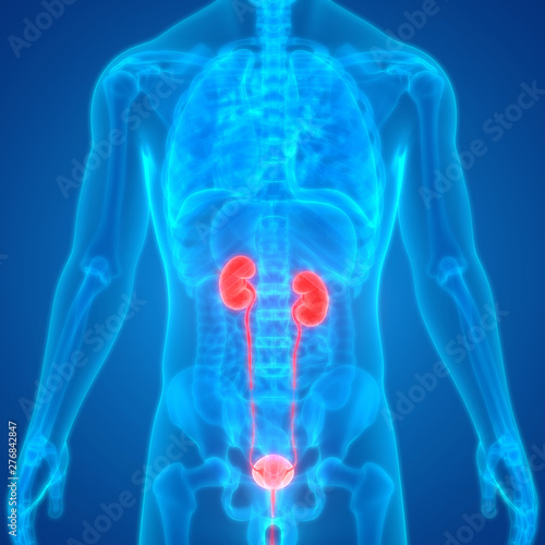 Human Urinary System Anatomy