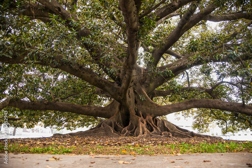  Ficus Gomero in park at Plaza Lavalle , Buenos Aires, Argentina.