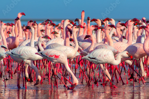 african pink flamingos walking on the blue salt lake of Namibia