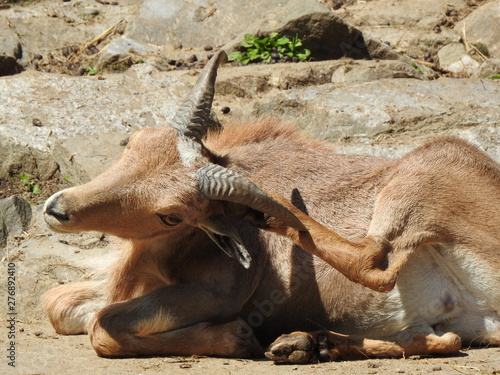 Antelope