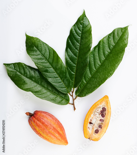 Fresh cacao harvest