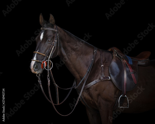 Portrait of a chestnut horse in sport style on black background isolated: bridle, reins and saddle close up