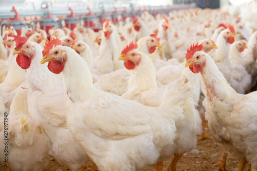 View of hens and roosters inside a modern poultry house