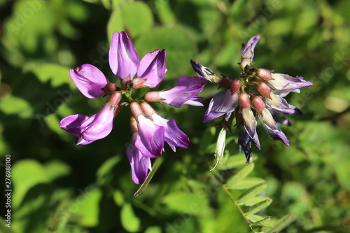 Astragalus alpinus, the alpine milkvetch in bloom