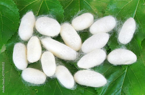 silkworm cocoon on green mulberry leaves