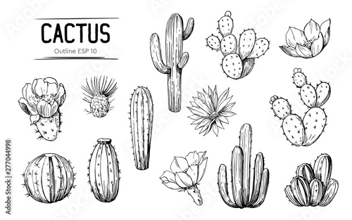 Set of cacti with flowers. Hand drawn illustration converted to vector
