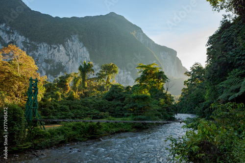 Lush forest scene at morning sunrise in Borneo Malaysia