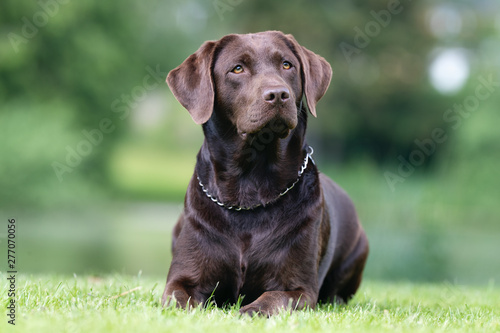 Beautiful dog breeds