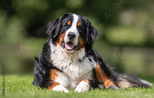 Beautiful dog breeds