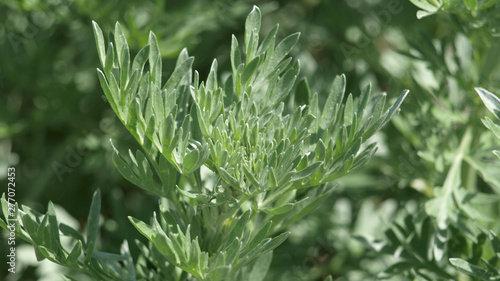 Wermut - Artemisia absinthium L.