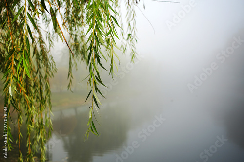 green lonely willow tree branch hangs over water of river or lake in foggy weather in autumn park...