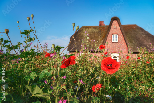 German Frisian house and garden with flowers