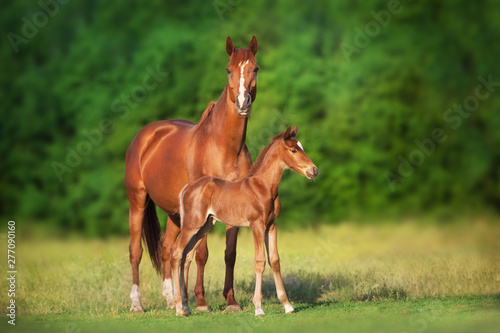 Mare and foal run