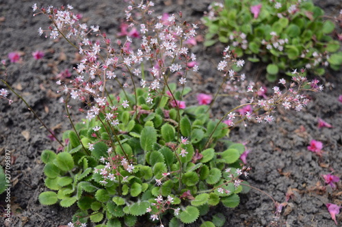 Closeup saxifraga urbium known as London pride with blurred background in garden