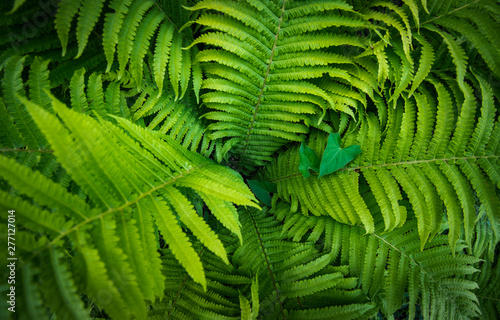 Tropikalny paprociowy rośliny dorośnięcie w ogródzie botanicznym z ciemnego światła tłem