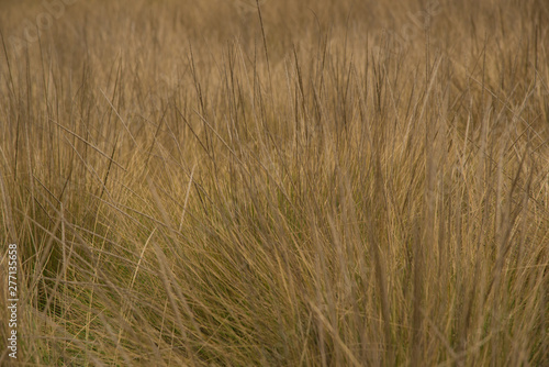 Grass texture background, growth, yellow