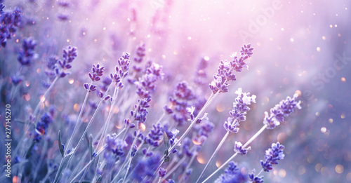 Lavender. Blooming fragrant lavender flowers on a field, closeup. Violet background of growing lavender swaying on wind. Aromatherapy