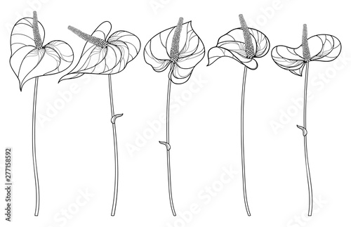 Set of outline tropical plant Anthurium or Anturium flower in black isolated on white background.