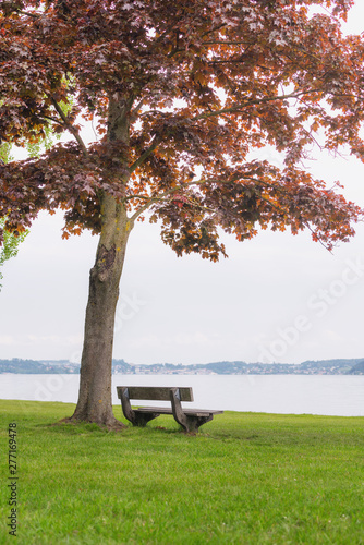 Bench under the tree with lake in autumn